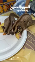  2 Sugar glider male and female playful and peacful