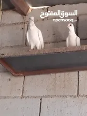  3 حمام نخب النخب  ثلاث جواز