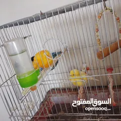 1 جوز كناري للبيع