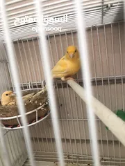  1 Breeding pairs of canary  in Alain