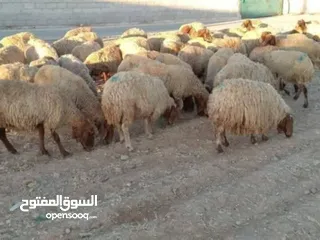  1 نبدأ بصلاة عل رسول الله  عرووووض   -عرووووض-عروووض  بمناسبة عيد الاضحى المبارك