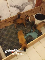  8 بالجيم ماليونو
