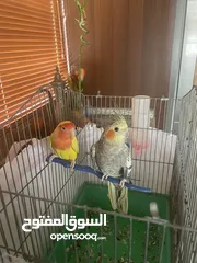  2 كوكتيل وروز