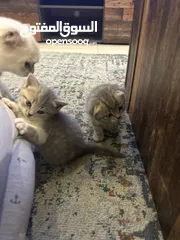  4 Scotish Fold 1 Months old kittens