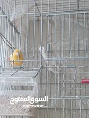  4 جوز حب نخب وفحلين كنار