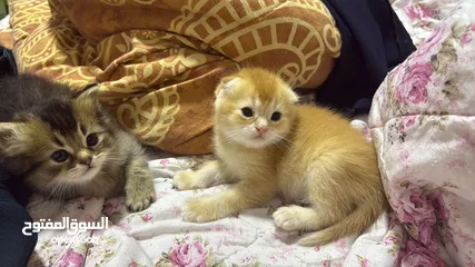  3 قطط صغيره للبيع مكس شانشيلا مع سكوتش جميله  منها اطراف صغيره