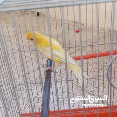  1 عصفور كنار
