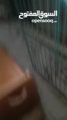  5 ذكرين و انثى كوكتيل شغالات 100/100 للبدل على طيور كنار