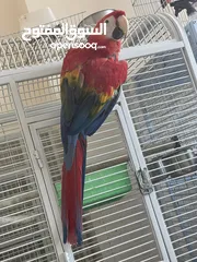  3 Scarlet macaw female