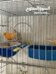  7 جوز كنار للبيع