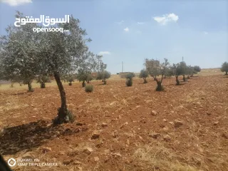  6 3400م للبيع واصل خدمات منطقه رحاب بني حسن بالقرب من طريق اربد الزرقاء الرئيسي من المالك مباشره