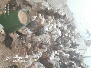  1 موجود صوص بلدي  بزره الاصلية عمر شهر ماخذ مطعوم التهاب سره ومي وسكر لثلاث ايام  عدد 550 مطلوب في كوم
