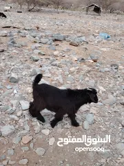  2 جدي من النوادر