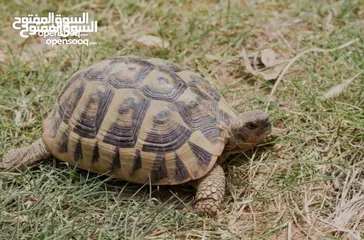  2 سلاحف للبيع العدد 9حبات   الحبه الموقع سحاب القرب من دوار الشهيد ااااااااااااااااااااااااااااااااااا