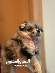  1 Pomeranian merle female puppy