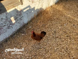  7 دجاج للبيع البزره القديمه