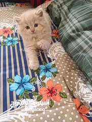  1 Male and Female Pure Persian Kitten