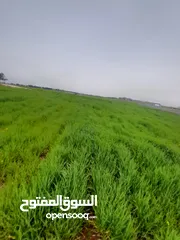  4 اراضــي للبيــع في مادبـــــا مفروزة وسط مادبـــــا وحوارة و الخطابية والتيم وماعين و المامؤنية
