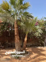  8 ابو حسين الاهوازي لصيانه جميع انواع النخيل و النباتات و الاشجار