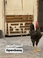  3 دجاج وديوك للبيع