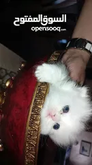  2 جاهزين لبيتهم الجديد سكوتش فولد العمر شهرين وعشر ايام متعودين ع دراي فود واللتر بوكس لعوبين حلوين لت