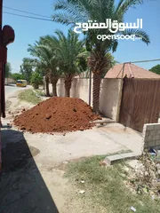 1 تراب احمر نخب ولا غلطه