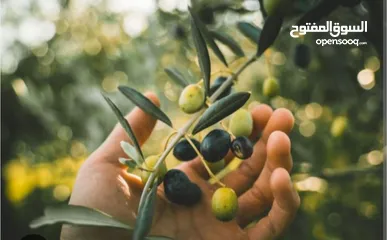  2 أرض سعر لقطة وموقع رائع جدا