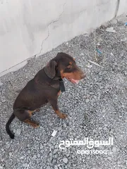  1 كلب دوبرمان للبيع