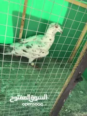  3 حمام كشميري