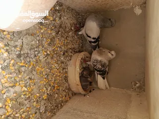  2 طيور حمام للبيع