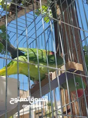  9 ببغاء كساندرا  متكلم ثوب كامل حجم دبل دبل دبل جامبو لعوب بسبح للي خلقه الوان غامقه جميله