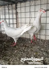  16 حمام نخب الماني جواز وفردات