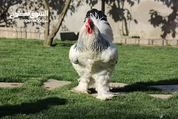  1 مطلوب ديك كولومبي الاصلي