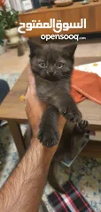  4 2.5 months old pure scottish straight male kitten (black)