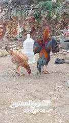  20 متاح بيض باكستاني خط اول..