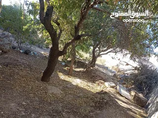  5 بيت مستقل مع ارض دنم   للبيع