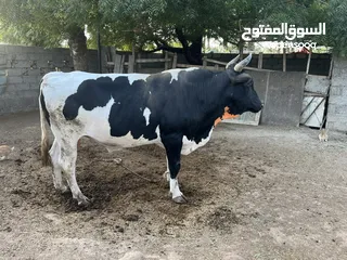  1 عجل قريب قافل اجديد