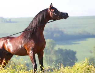  1 حصان جميل وسلالته قويه جدا وجميل