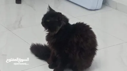  1 قط شيرازي قطة هملايا
