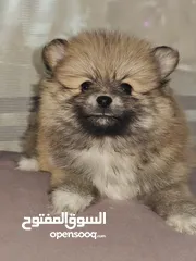  1 Pomeranian puppies جزاوي بوميرينيان