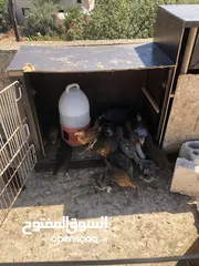  2 19 فرحه  بصلات علا النبي