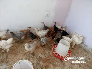  8 فرخات. براهمي . مشكل   في بف وفي بلاك     فرخات. ما شاء الله