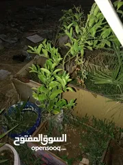  1 اشجار زينه