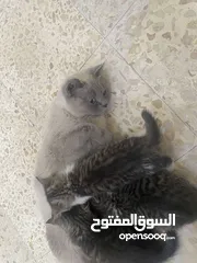 12 قطط للتبني كيتن