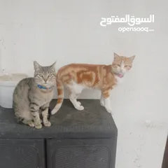  3 قطط منزليه اليفه تعيش في المنزل