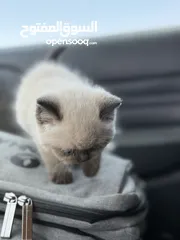  3 كتن همالايا