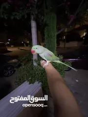  5 ببغاء كاسندرا جامبو