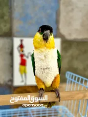  1 ببغاء كايك