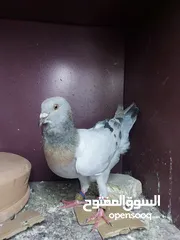  4 فحل و فرخ ...