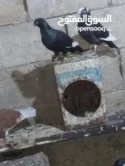  1 متاح سبع اجواز نضاف وشغالات